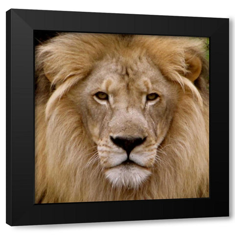 Male Lion Black Modern Wood Framed Art Print with Double Matting by Underdahl, Dana