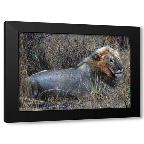 Resting Lion I Black Modern Wood Framed Art Print with Double Matting by Underdahl, Dana