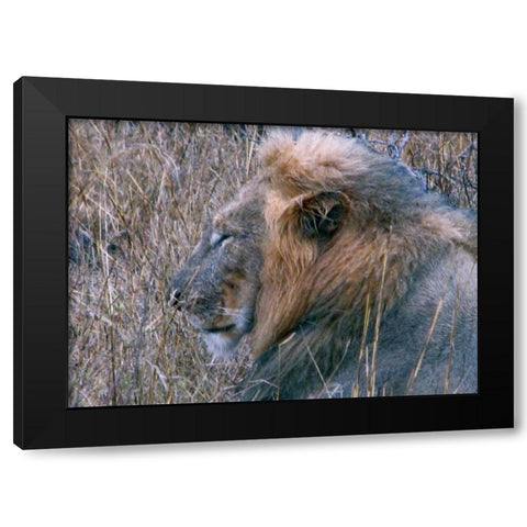 Resting Lion II Black Modern Wood Framed Art Print with Double Matting by Underdahl, Dana