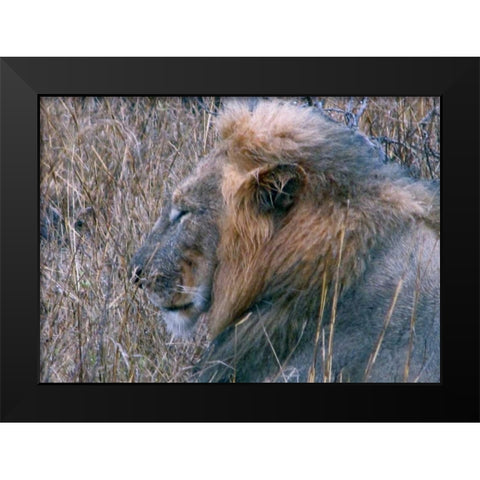 Resting Lion II Black Modern Wood Framed Art Print by Underdahl, Dana