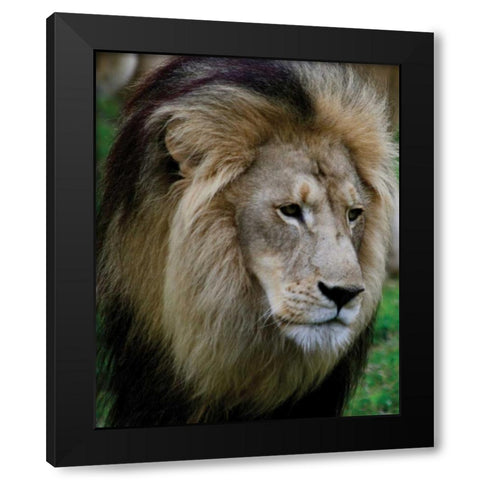 Lion III Black Modern Wood Framed Art Print with Double Matting by Underdahl, Dana