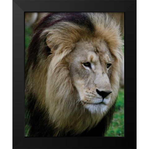 Lion III Black Modern Wood Framed Art Print by Underdahl, Dana
