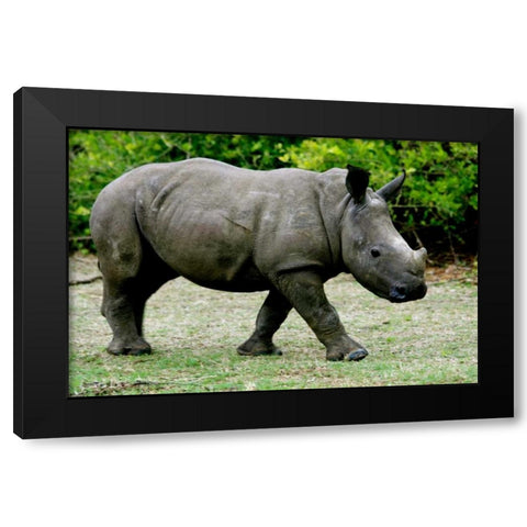 Rhino III Black Modern Wood Framed Art Print with Double Matting by Underdahl, Dana