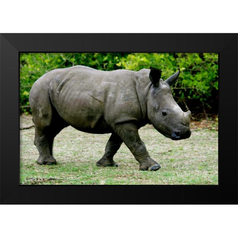 Rhino III Black Modern Wood Framed Art Print by Underdahl, Dana