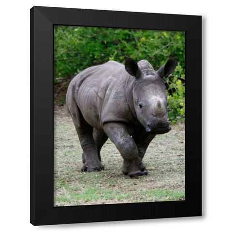 Rhino IV Black Modern Wood Framed Art Print with Double Matting by Underdahl, Dana