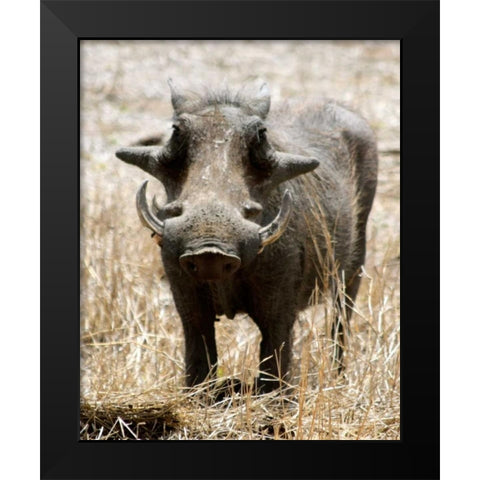 Warthog Black Modern Wood Framed Art Print by Underdahl, Dana