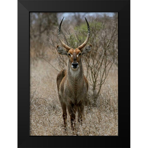 Safari Waterbuck II Black Modern Wood Framed Art Print by Underdahl, Dana