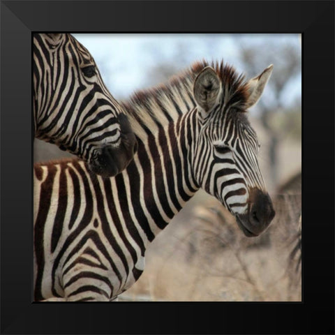 Zebra Baby I Black Modern Wood Framed Art Print by Underdahl, Dana