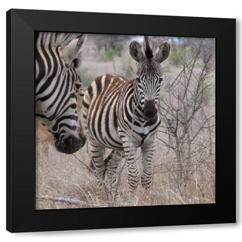 Zebra Baby II Black Modern Wood Framed Art Print with Double Matting by Underdahl, Dana