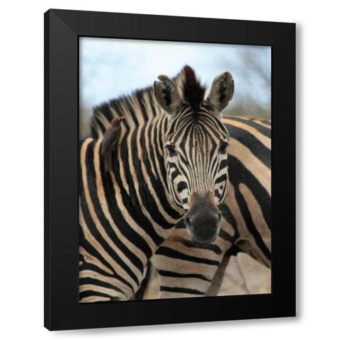 Sarari Zebra I Black Modern Wood Framed Art Print with Double Matting by Underdahl, Dana