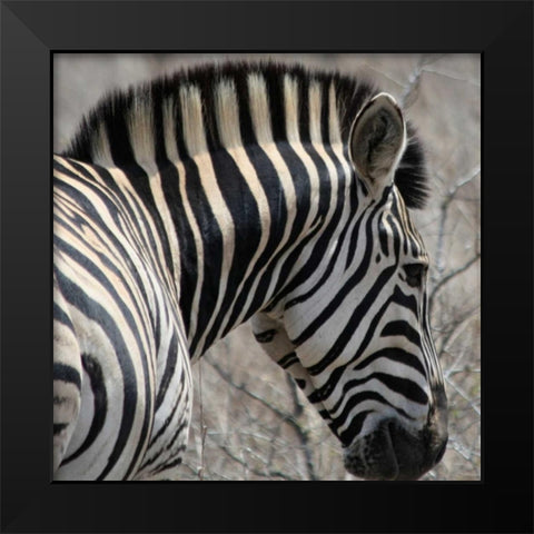 Sarari Zebra VI Black Modern Wood Framed Art Print by Underdahl, Dana