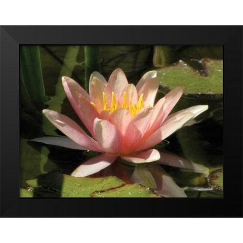 Pink Water Lily Black Modern Wood Framed Art Print by Underdahl, Dana