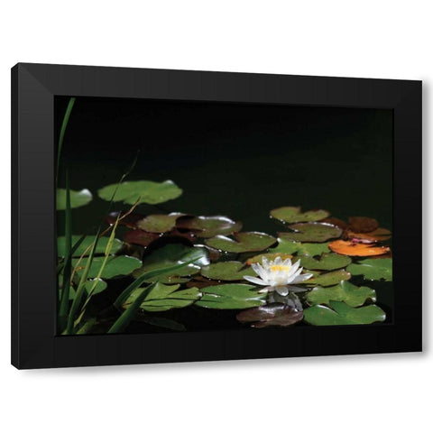 White Water Lily I Black Modern Wood Framed Art Print with Double Matting by Underdahl, Dana