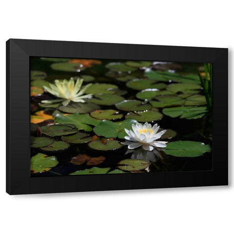 White Water Lily II Black Modern Wood Framed Art Print with Double Matting by Underdahl, Dana