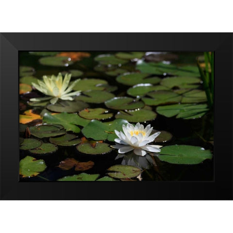 White Water Lily II Black Modern Wood Framed Art Print by Underdahl, Dana