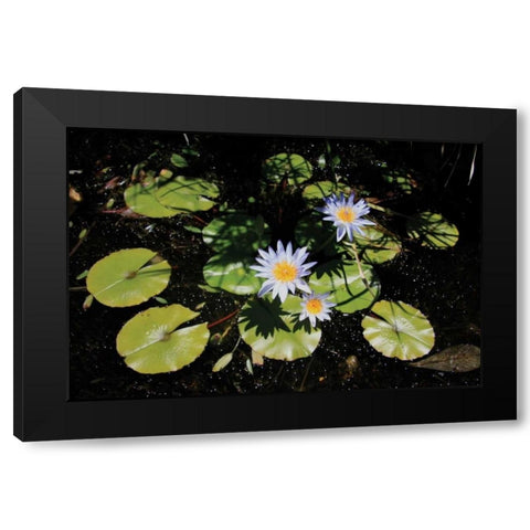 Blue Water Lily I Black Modern Wood Framed Art Print with Double Matting by Underdahl, Dana