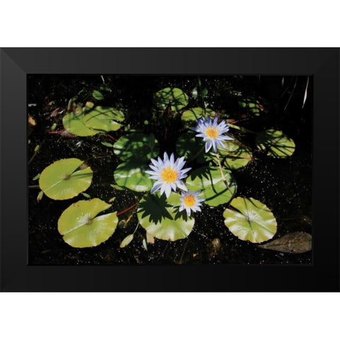 Blue Water Lily I Black Modern Wood Framed Art Print by Underdahl, Dana