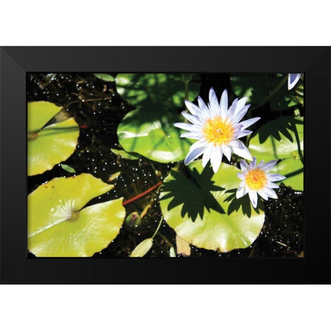 Blue Water Lily II Black Modern Wood Framed Art Print by Underdahl, Dana
