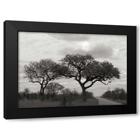 Tree II Black Modern Wood Framed Art Print by Underdahl, Dana