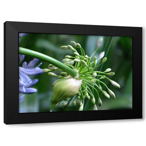 Flower Pod Black Modern Wood Framed Art Print with Double Matting by Underdahl, Dana