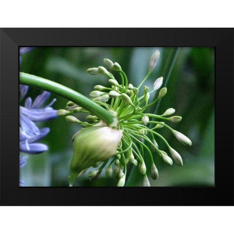 Flower Pod Black Modern Wood Framed Art Print by Underdahl, Dana