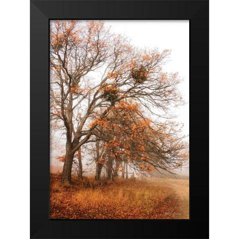 Autumn Lane Black Modern Wood Framed Art Print by Geyman, Vitaly
