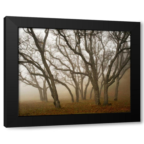 Misty Oaks I Black Modern Wood Framed Art Print with Double Matting by Geyman, Vitaly