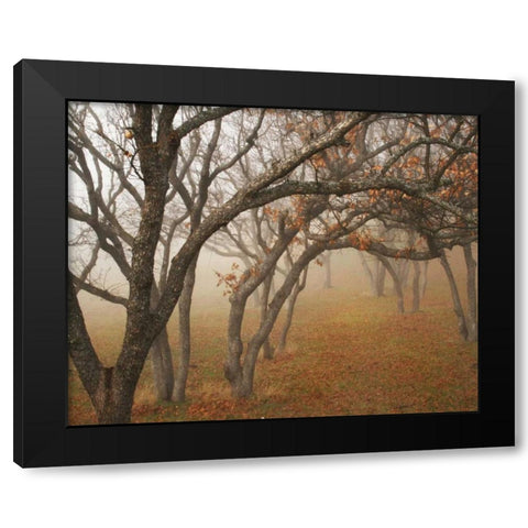 Misty Oaks II Black Modern Wood Framed Art Print by Geyman, Vitaly