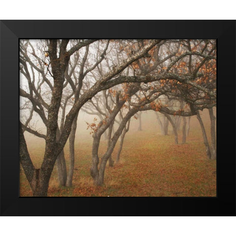 Misty Oaks II Black Modern Wood Framed Art Print by Geyman, Vitaly
