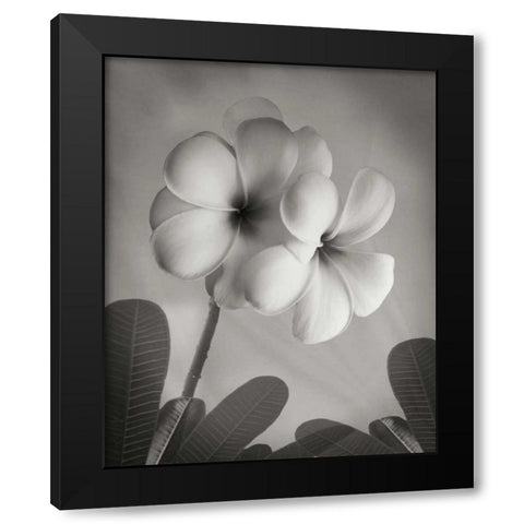 Plumeria I Black Modern Wood Framed Art Print with Double Matting by Geyman, Vitaly