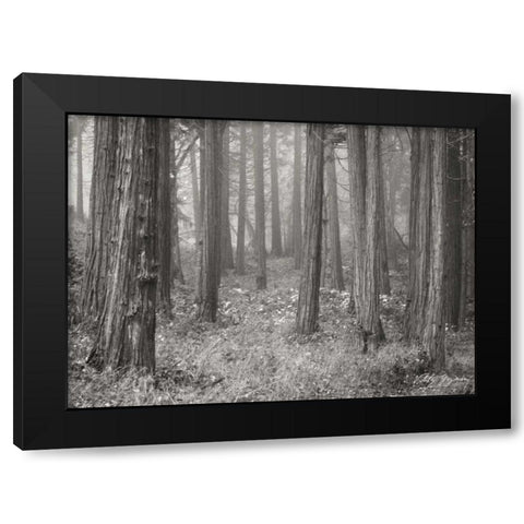 Pine Tree Grove II BandW Black Modern Wood Framed Art Print by Geyman, Vitaly