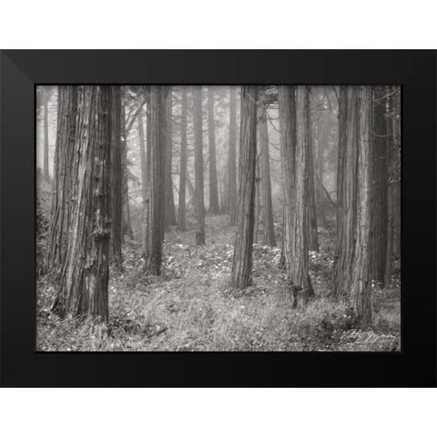 Pine Tree Grove II BandW Black Modern Wood Framed Art Print by Geyman, Vitaly