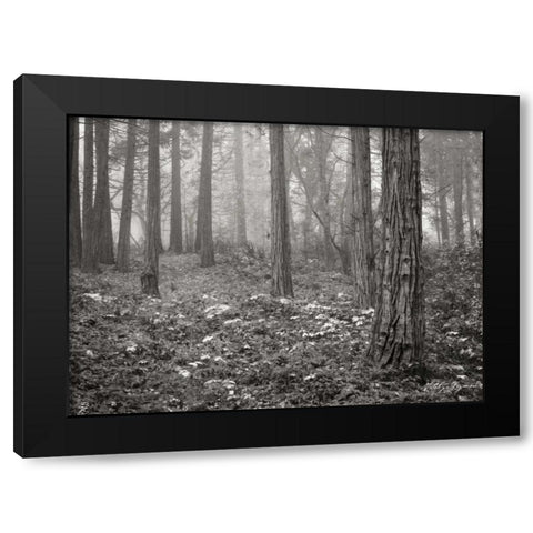 Pine Tree Grove III BandW Black Modern Wood Framed Art Print with Double Matting by Geyman, Vitaly