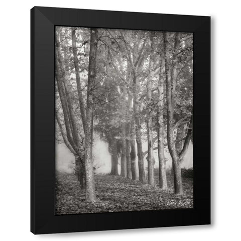 Tree Parade II BandW Black Modern Wood Framed Art Print with Double Matting by Geyman, Vitaly