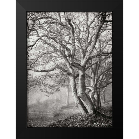 Tree in the Mist VI BandW Black Modern Wood Framed Art Print by Geyman, Vitaly