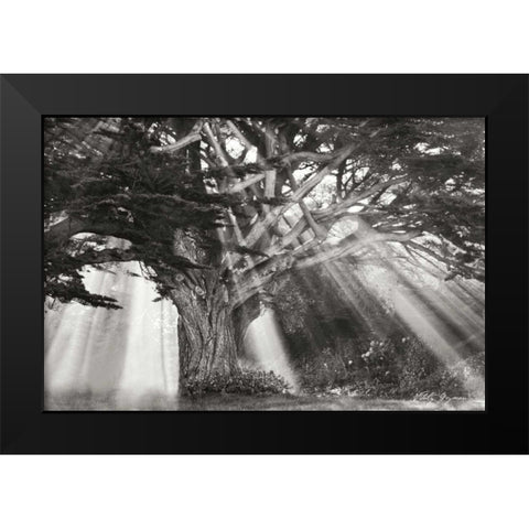 Moses Tree BandW Black Modern Wood Framed Art Print by Geyman, Vitaly