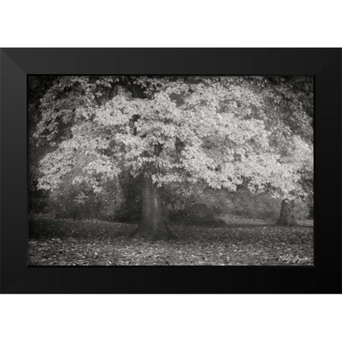 Autumn In Paris BandW Black Modern Wood Framed Art Print by Geyman, Vitaly