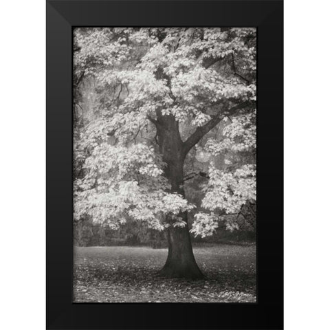Autumn in Paris II BandW Black Modern Wood Framed Art Print by Geyman, Vitaly