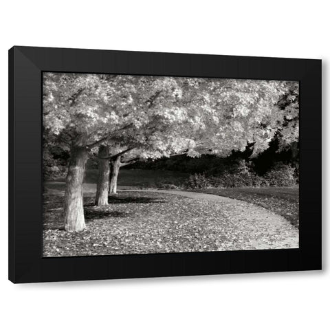 Fall Maple Fever IV BandW Black Modern Wood Framed Art Print by Geyman, Vitaly