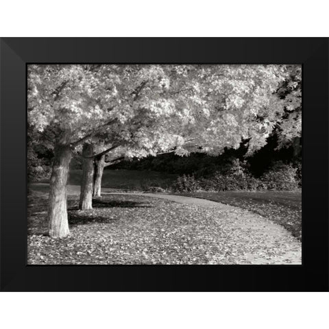 Fall Maple Fever IV BandW Black Modern Wood Framed Art Print by Geyman, Vitaly