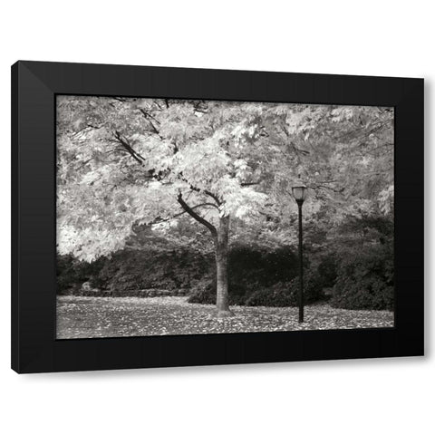 Fall Maple Fever IX BandW Black Modern Wood Framed Art Print by Geyman, Vitaly