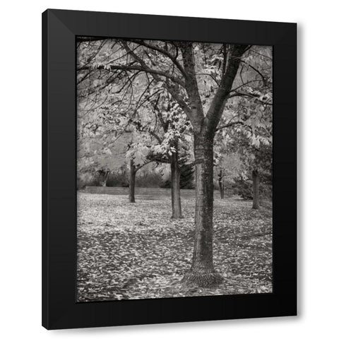 Fall Tree Grove I BandW Black Modern Wood Framed Art Print by Geyman, Vitaly