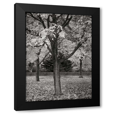 Fall Tree Grove II BandW Black Modern Wood Framed Art Print with Double Matting by Geyman, Vitaly