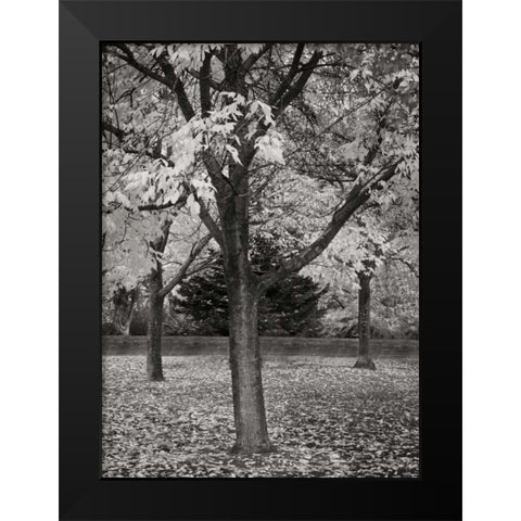 Fall Tree Grove II BandW Black Modern Wood Framed Art Print by Geyman, Vitaly