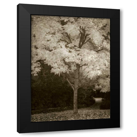 Fall Maple Fever VI Black Modern Wood Framed Art Print with Double Matting by Geyman, Vitaly
