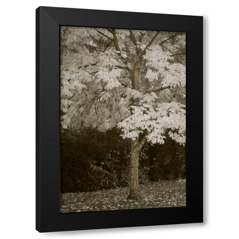 Fall Maple Fever VII Black Modern Wood Framed Art Print by Geyman, Vitaly
