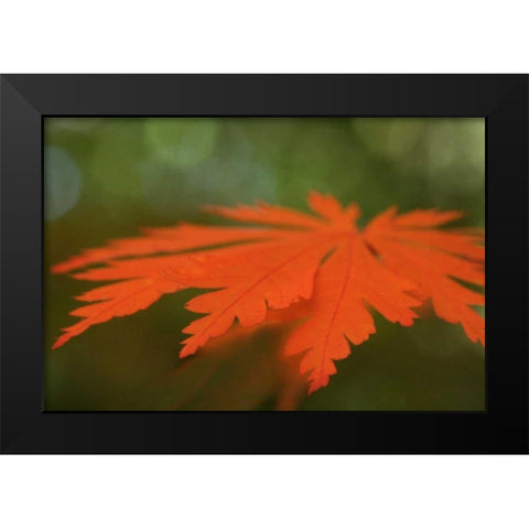 Autumn Leaf Mirage I Black Modern Wood Framed Art Print by Geyman, Vitaly