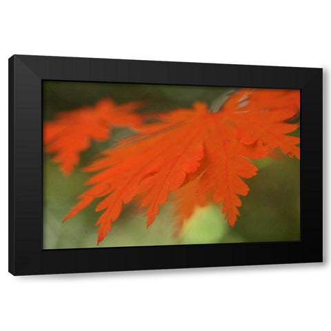 Autumn Leaf Mirage II Black Modern Wood Framed Art Print by Geyman, Vitaly
