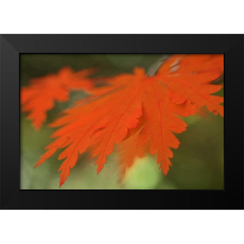 Autumn Leaf Mirage II Black Modern Wood Framed Art Print by Geyman, Vitaly