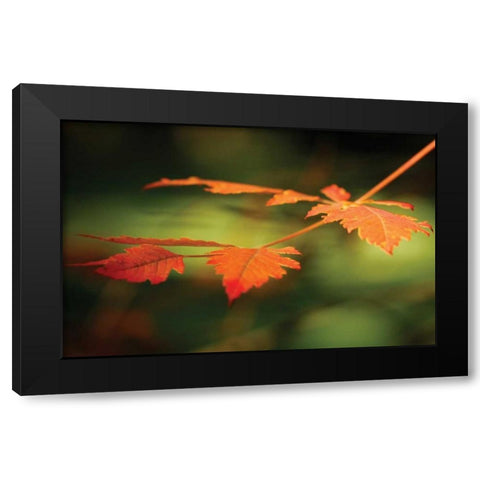 Autumn Fire Leaves I Black Modern Wood Framed Art Print by Geyman, Vitaly